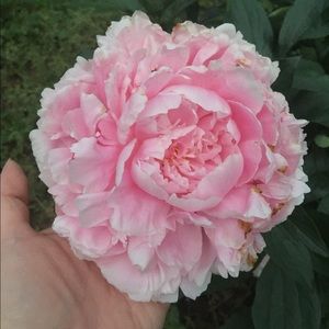 Meet your Posher, Donna